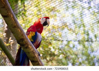 Ara Parrot Sits On A Branch In The Aviary. Ara Macao