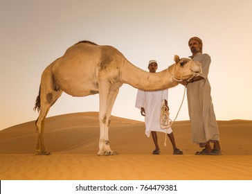 Arab Bedouin Tow Men With Their Camel In The Desert In Abu Dhabi Western Region Liwa Desert In United Arab Emirates In April 30, 2010