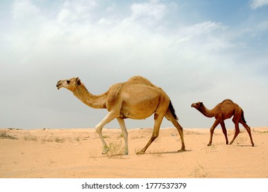 Arab camel in desert wildlife