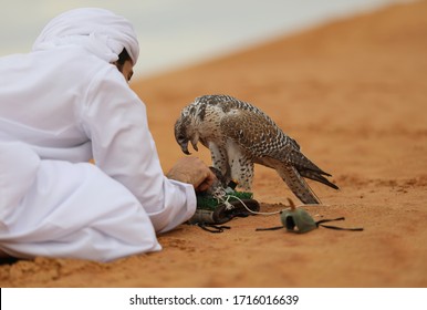 Arab Falconer Feeding His Gyr Falcon, Dubai, United Arab Emirates, UAE Desert 