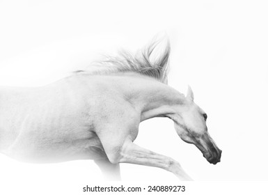 Arab Horse In High Key