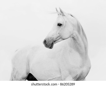 arab horse in high key - Shutterstock ID 86205289