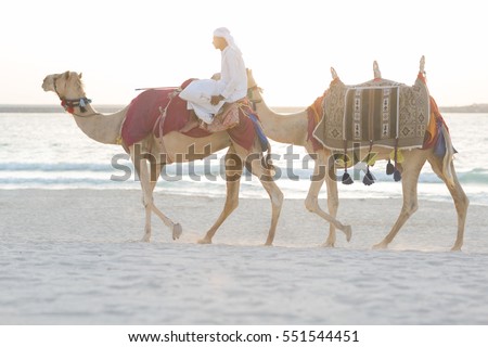 Arab man riding camels on the beach.
