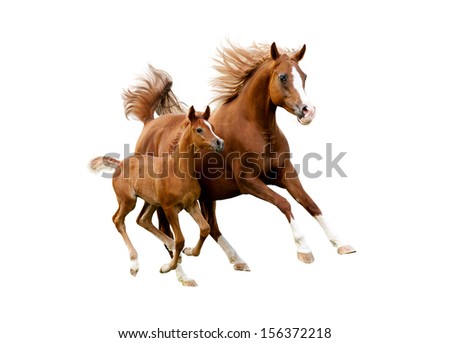 The arab mare with foal running isolated on white background