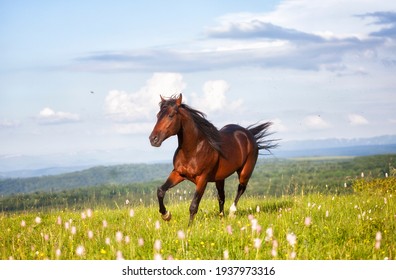 Arab racer runs on a green summer meadow on sunny day