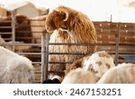 An Arab sheep standing in a sheepfold (Qurban in Eid al-Adha Mubarak) sheep, goats, lambs in Muslim and Arab countries