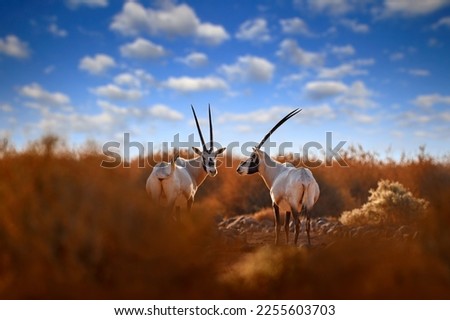 Arabia nature. Wildlife Jordan, Arabian oryx, Oryx leucoryx, antelope with a distinct shoulder bump. Evening light in nature. Two animal in nature habitat, Shaumari reserve, Travel Jordan, blue sky.