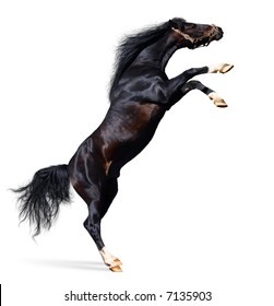 arabian black stallion