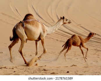 Arabian Camel And Baby Camel