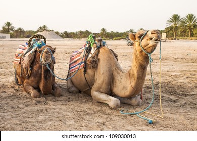 Arabian Camel Dromedary Called Onehumped Camel Stock Photo 251791408