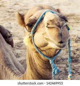 Arabian camel or Dromedary also called a one-humped camel in the Sahara Desert, Douz, Tunisia