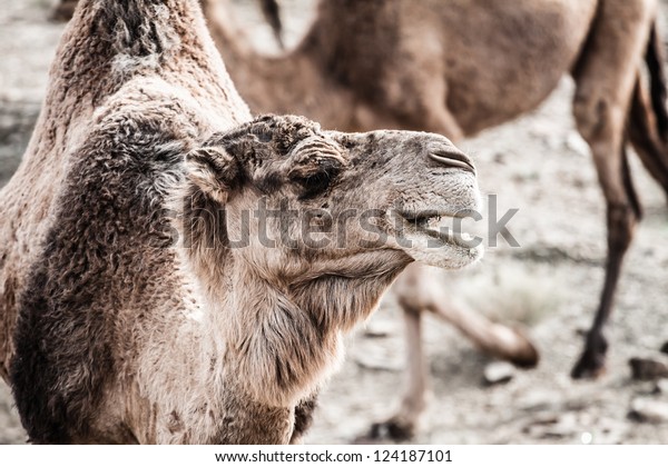 Arabian Camel Dromedary Camelus Dromedarius Sahara Stock Photo (Edit