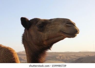 Arabian Camel Dromedary Type One Hump Stock Photo 1599985729 | Shutterstock