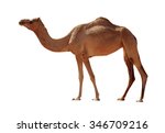 Arabian Camel isolated on white background