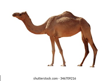 Арабский верблюд, изолированный на белом фоне