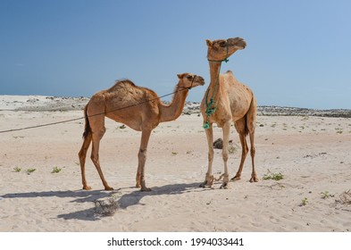 Arabian Camels In Sandy Dunes On The Desert Coast Of Socotra Island In Yemen