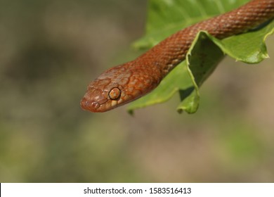 Arabian Cat Snake Telescopus Dhara Oman Stock Photo 1583516413