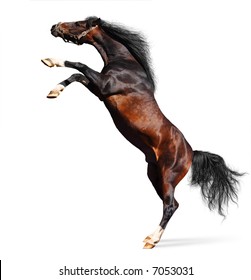 Arabian Chestnut Stallion Stock Photo (edit Now) 7053031