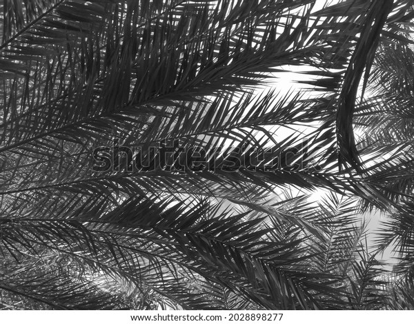 Arabian Date Palm Tree Foliage Hot Stock Photo 2028898277 | Shutterstock