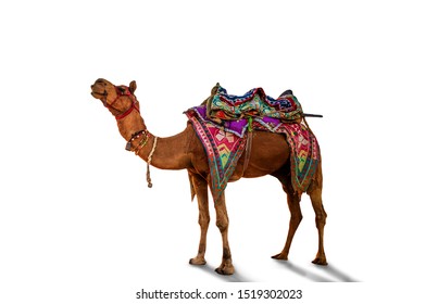 Arabian Decorated Desert Camel Saddle Isolated Stock Photo (Edit Now ...