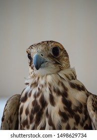 Arabian Falcon Bird Of Prey On Display 