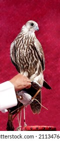 Arabian Falcon - Doha  QATAR