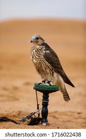 An Arabian Falcon Sitting On Perch Pad In Desert Of Dubai UAE