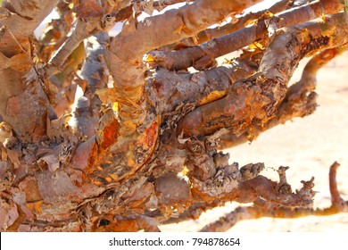 Arabian Frankincense close-up of the stems and barks,Oman