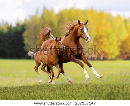 arabian free horse in autumn background
