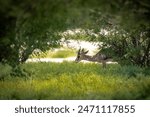 ARABIAN GAZELLE BEAUTIFUL ANTELOPE IN MIDDLE EAST