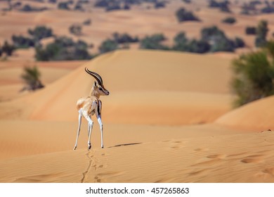 Arabian Gazelle In The Desert Conservation Reserve Near Dubai, UAE