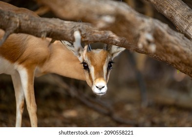 Arabian Gazelle In Natural Habitat Within A Protected Conservation Area In Dubai, United Arab Emirates 