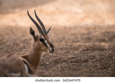 Arabian Gazelle Saudi Arabia Wild Life 