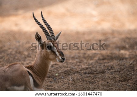 Arabian gazelle Saudi Arabia wild life 
