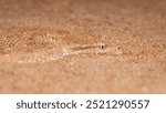 Arabian horn viper, one of the venomous desert snake in UAE