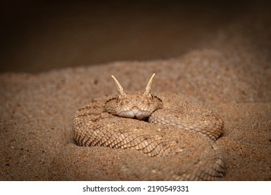 Arabian Horn Viper One Venomous Desert Stock Photo 2190549331 ...