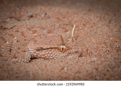 9,207 Uae Desert Animal Stock Photos, Images & Photography | Shutterstock
