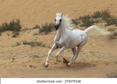 Arabian Horse 17