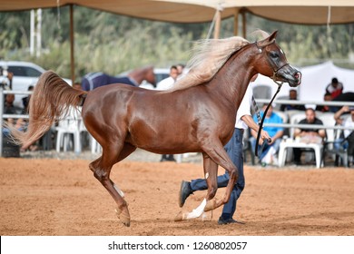 The Arabian Horse