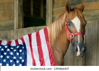 Download Horse American Flag Images Stock Photos Vectors Shutterstock