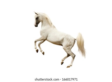 Arabian Horse Isolated