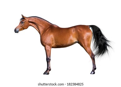 Arabian Horse Isolated On White Background.