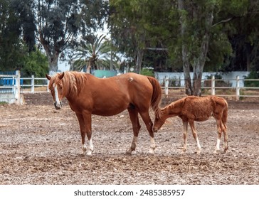 An Arabian Horse mother with her foal in a park in Tunisia - Powered by Shutterstock