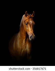 Arabian Horse Portrait Over A Black Background