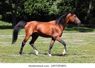 Arabian horse runs in green spring field - Powered by Shutterstock - Get 15% off with code: PIKWIZARD15
