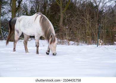 Arabian Horse Scouting The Snow For Grass