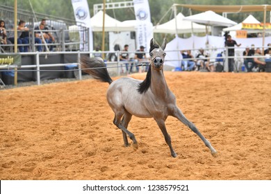 Arabian Horse At Show