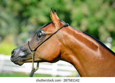 Arabian Horse Show