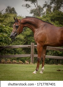 Arabian Horse Show Horse Beauty In Horses