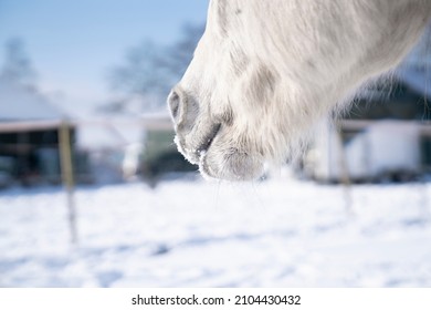 Arabian Horse Snout In The Snow 